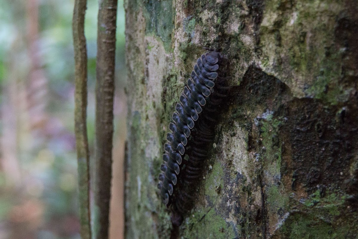 Millipede