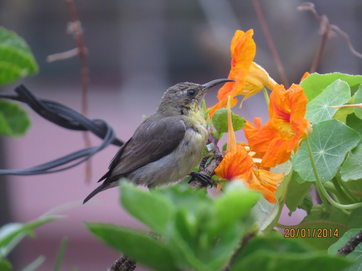 Purple-rumped Sunbird (female)