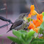 Purple-rumped Sunbird (female)