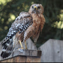 Red-shouldered hawk