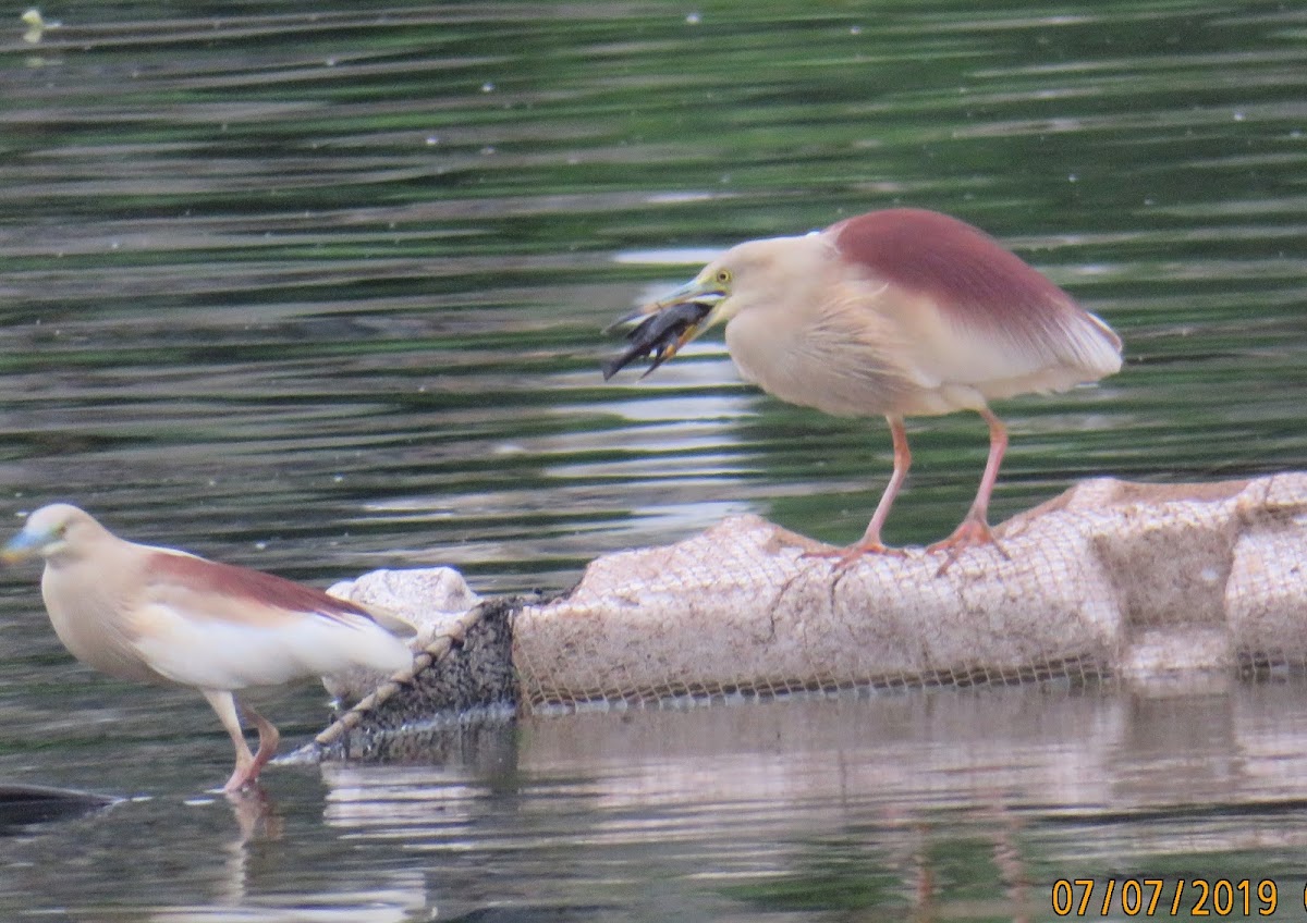 Indian Pond Heron catching prey