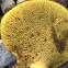 Ash Tree Bolete