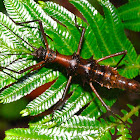 'Touch Me Not' Stick Insect, Phasmid - Female