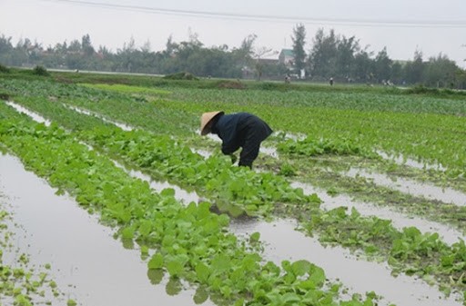 Vì Sao Cây Trên Cạn Bị Ngập Úng Lâu Sẽ Chết?