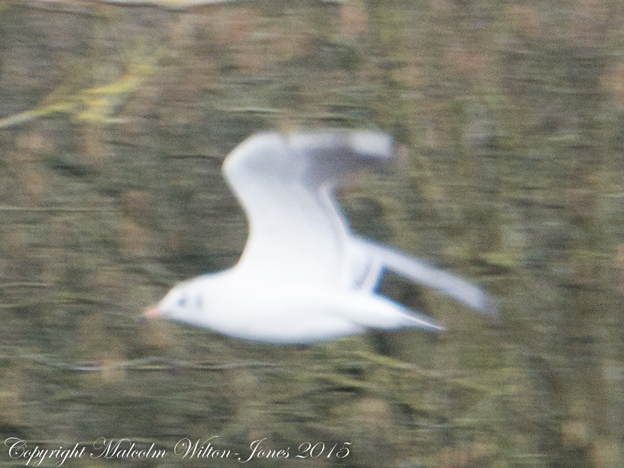 Black-headed Gull