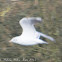 Black-headed Gull