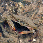 Blue Swimmer Crab (Juvenile)