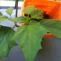 Moon flower plant (not vine).