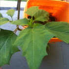 Moon flower plant (not vine).