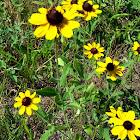 Black-eyed-Susan