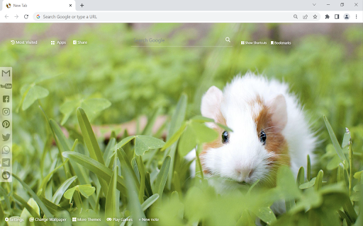 Meerschweinchen Hintergrund