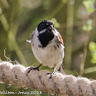 Reed Bunting