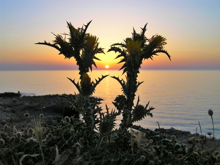 Gemelli al tramonto di mastroguglielmo