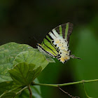 Fivebar Swordtail