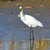 Eurasian spoonbill