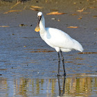 Eurasian spoonbill