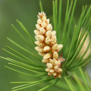 young pine cones