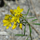 Haplophyllum Coronatum