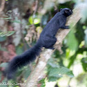 Black-banded Squirrel