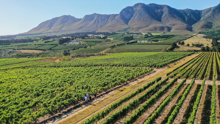 Hemelzicht Vineyards in the Upper Hemel-en-Aarde Valley.