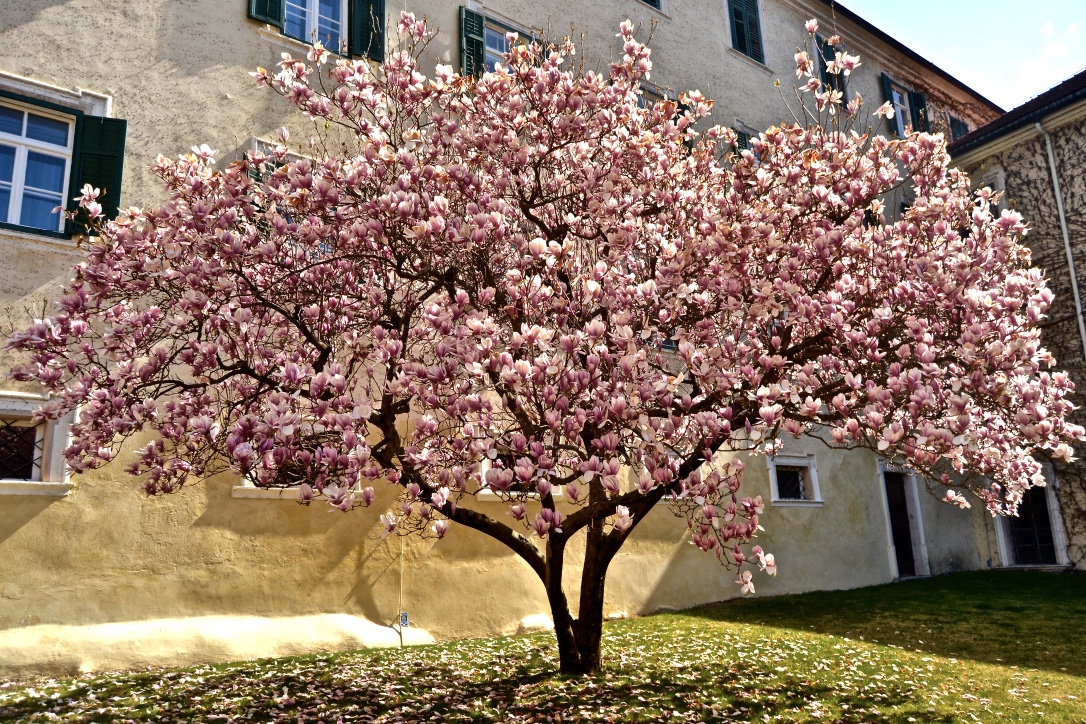 Troppa grazia di giuseppedangelo