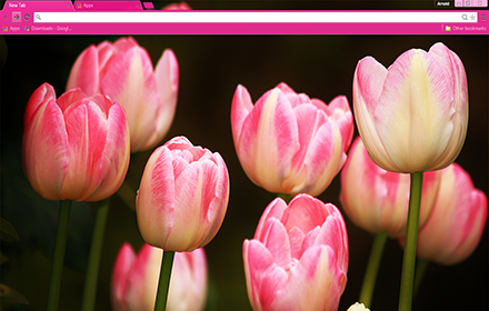 Pink Tulips chrome extension