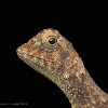 Agamid Earless Lizard