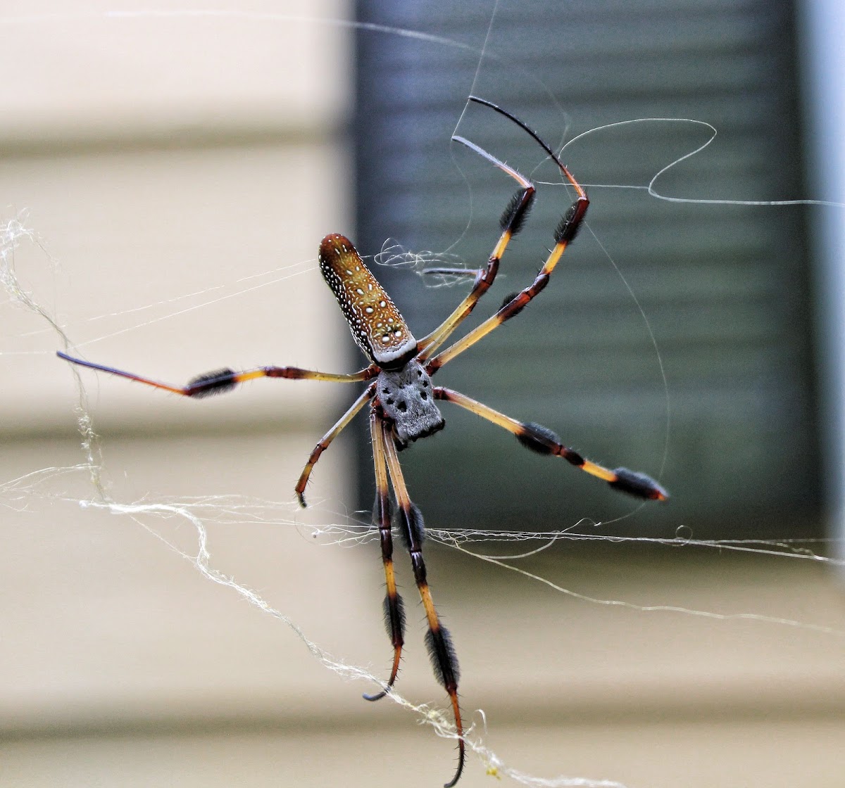 Golden Silk Orbweaver