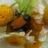 Chafer