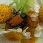 Chafer