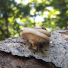 Oyster mushroom