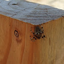 Lichen orbweaver