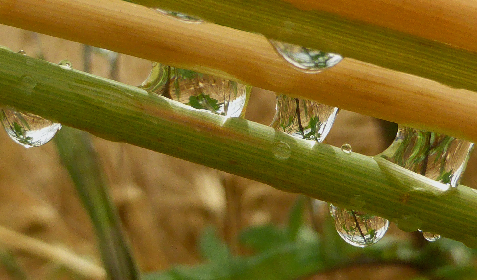 Pioggia d'estate..tra le spighe del grano.. di lucianalu