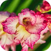 Gladiolus wallpaper  Icon