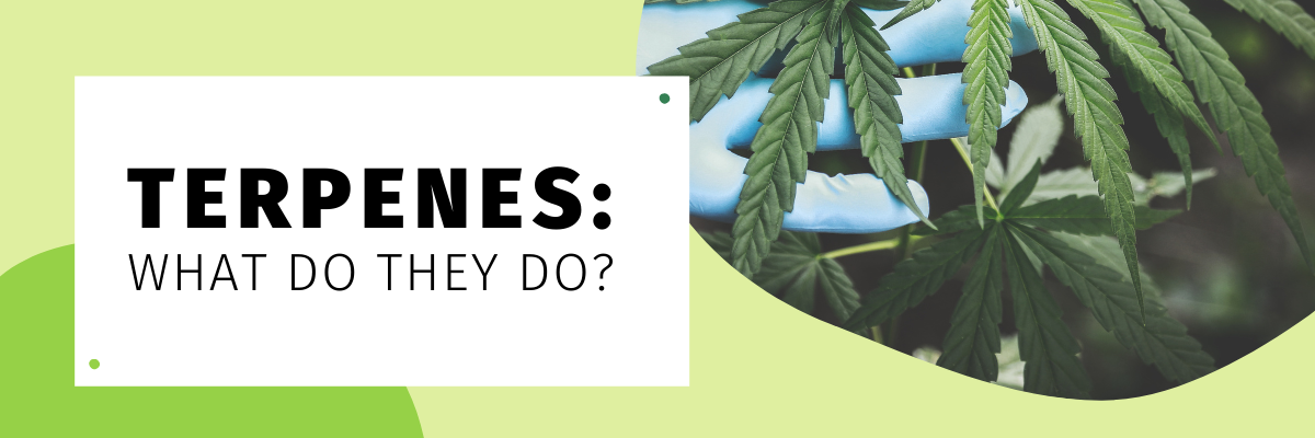 Bold, capitalized text reads, "Terpenes: What do they do?". To its right is a photo of a hand in a blue glove holding up a cannabis leaf for the camera.