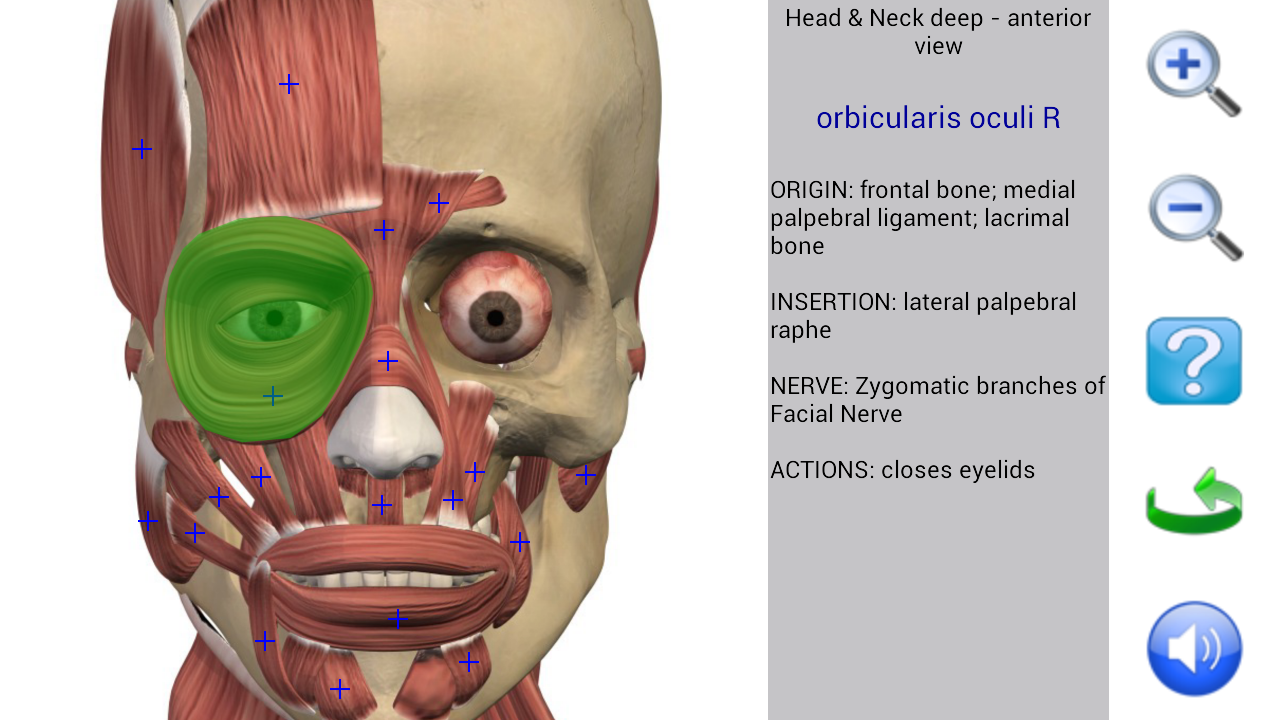 Visual Anatomy 2 - Android Apps on Google Play