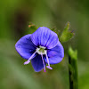 Germander Speedwell