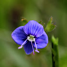 Germander Speedwell