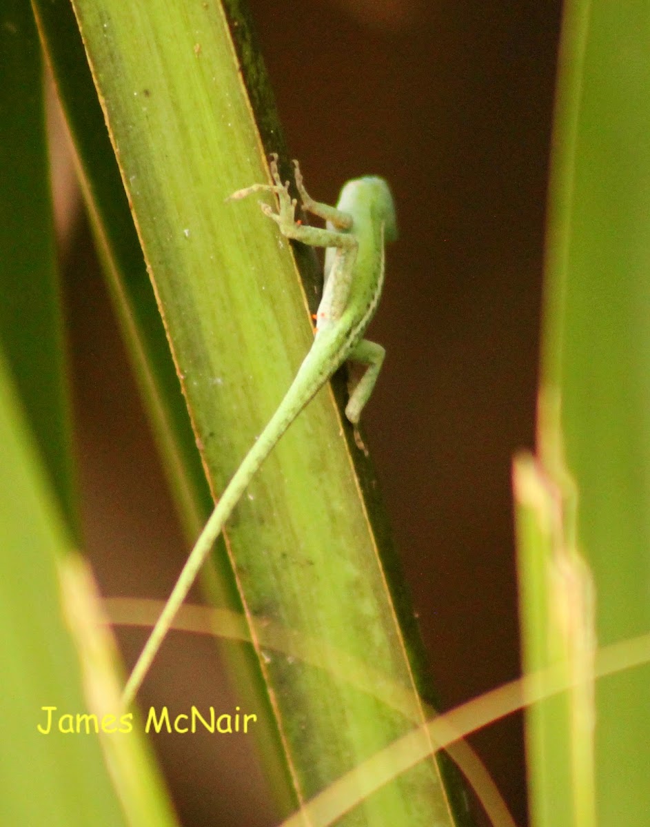 Green Anole