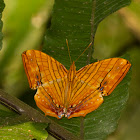 Oriental Common Maplet