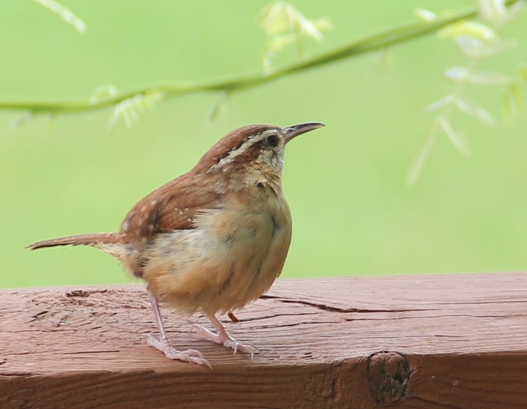 Carolina wren