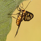 Wasp Moth