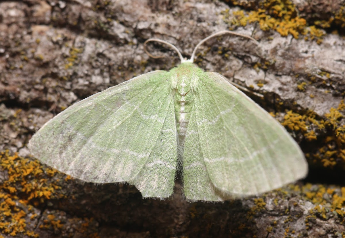 Wavy-lined Emerald Moth - 7058