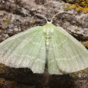 Wavy-lined Emerald Moth - 7058