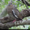 White-winged Dove