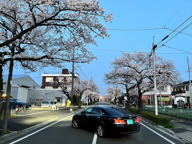 クラウンロイヤルの毎回くだらない投稿にいつもいいね👍コメントありがとうございます🤗・4月もよろしくお願い致します🌸・サクラと愛車・黄砂まみれに関するカスタム事例の投稿画像2枚目
