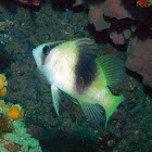 Barred Soapfish