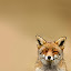 Fox Wallpapers HD Theme