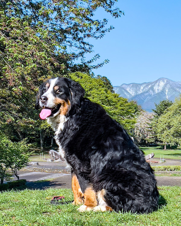 エクリプスクロスのバーニーズマウンテンドッグ愛犬・ゴールデンウィーク・ミルク工房ボンディア・生乳100％ソフトクリーム🍦・iPhone Pro Qualityに関するカスタム事例の投稿画像6枚目