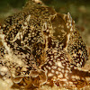 Sea Hare